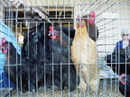 Chick Chain 2004 039